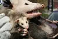 Real Possum Removal Adelaide image 1